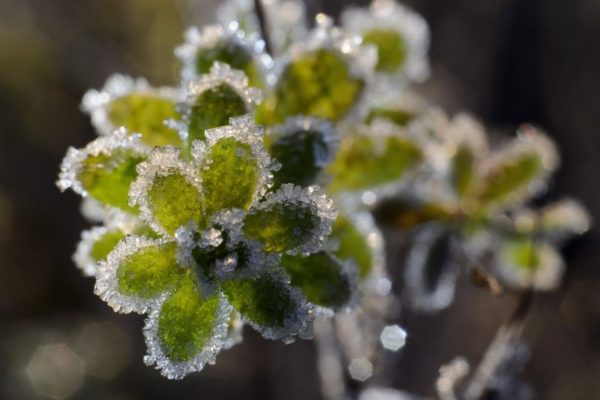 Növényen megfagyott dér Zabar közelében egy korábbi rekordnál. 2013. október 4-én több mint 4 Celsius-fokkal dőlt meg az országos napi hidegrekord, akkor Zabaron mínusz 9,3 fokot mértek hajnalban. (MTI Fotó: Komka Péter)