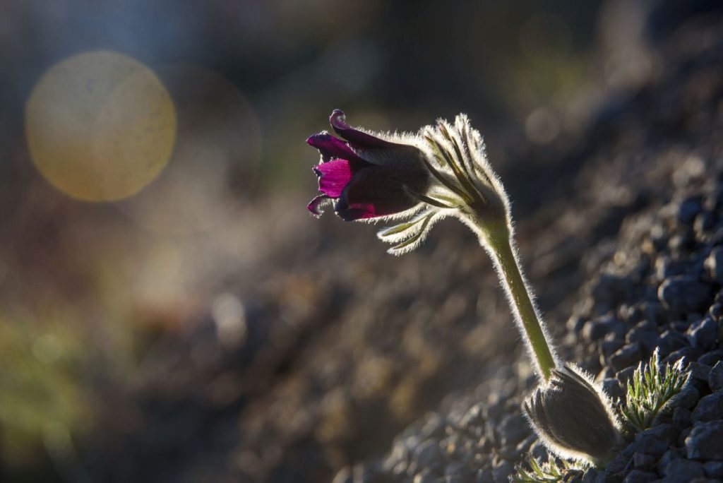 Fekete kökörcsin (Pulsatilla pratensis subspecies nigricans) virágzik Salgótarján közelében 2019. március 6-án (Fotó: MTI/Komka Péter)