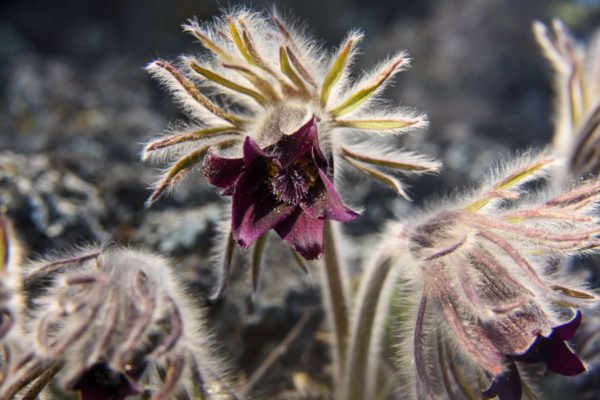 Fekete kökörcsin (Pulsatilla pratensis subspecies nigricans) virágzik Salgótarján közelében 2019. március 6-án (Fotó: MTI/Komka Péter)