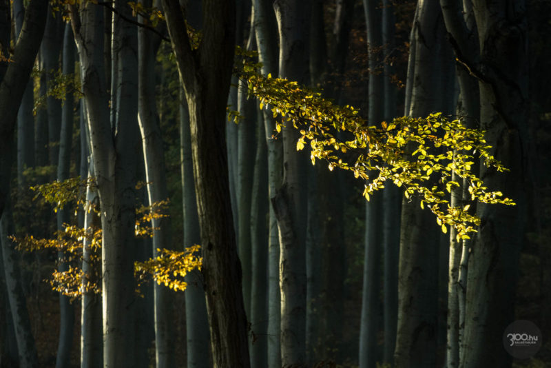 3100.hu Fotó: Őszi erdő Szilvás-kőn