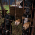 3100.hu archív fotó: Örökbefogadóra váró kutyák a Mancs a Szívben Állatvédő Egyesület telephelyén