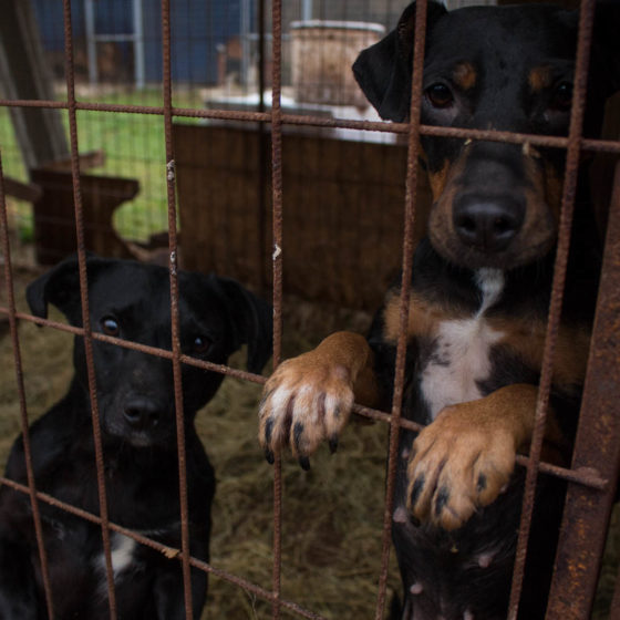 3100.hu archív fotó: Örökbefogadóra váró kutyák a Mancs a Szívben Állatvédő Egyesület telephelyén