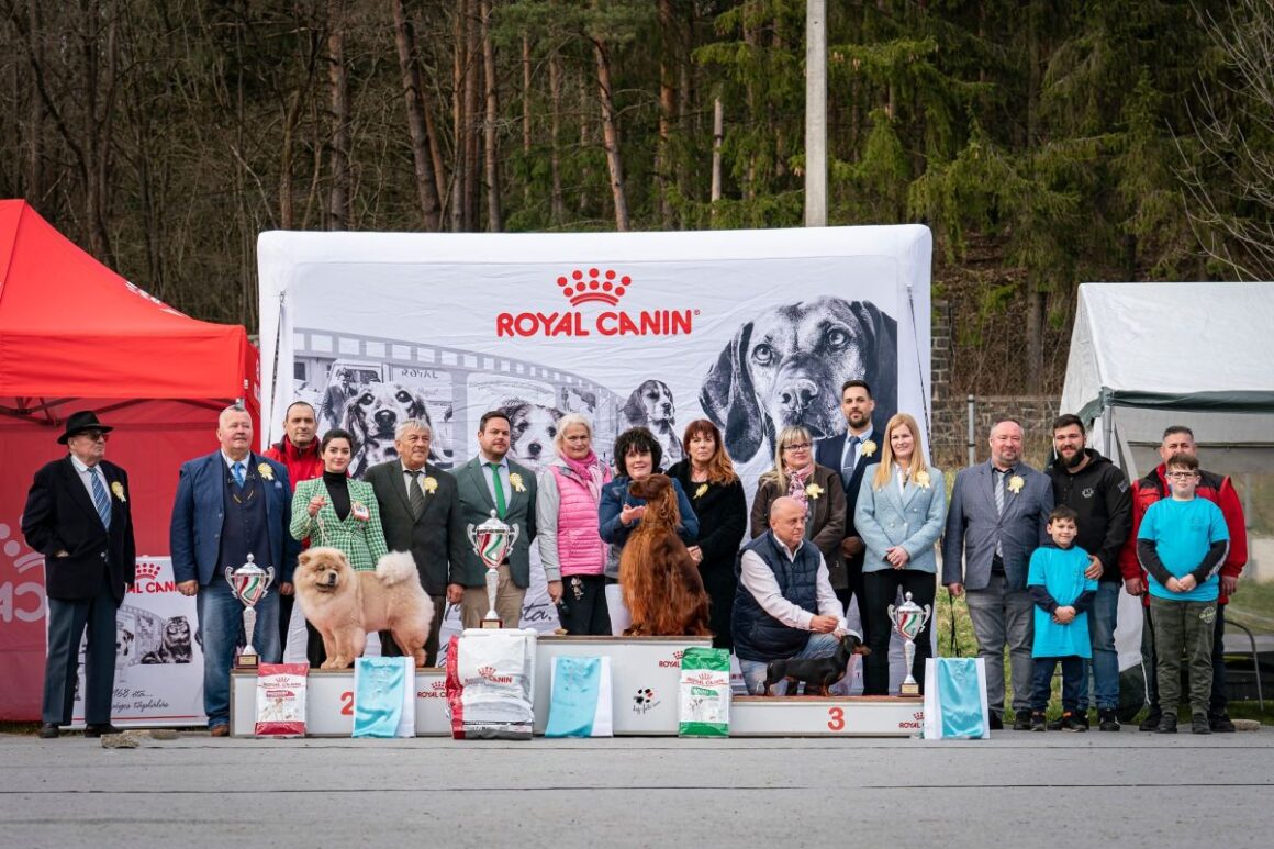 A Best in Show legjobbjai a 2023-as salgótarjáni CAC kutyakiállításon (Fotó: Ebtenyésztők Nógrád Megyei Egyesülete | Facebook)