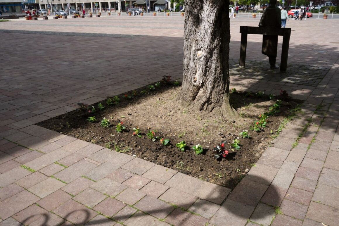 Virágot ültettek a Föld napja alkalmából a Fő téren található Radnóti Miklós szobor mögé a Salgótarjáni Rendezvény- és Médiaközpont munkatársai (Fotó: Salgótarjáni Rendezvény- és Médiaközpont)