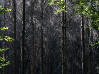 Kiemelt fotónk illusztráció! (3100.hu Fotó: Letermelés előtt álló lucfenyves Salgó vára és Eresztvény között)