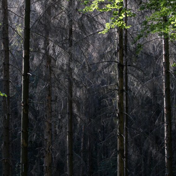 Kiemelt fotónk illusztráció! (3100.hu Fotó: Letermelés előtt álló lucfenyves Salgó vára és Eresztvény között)